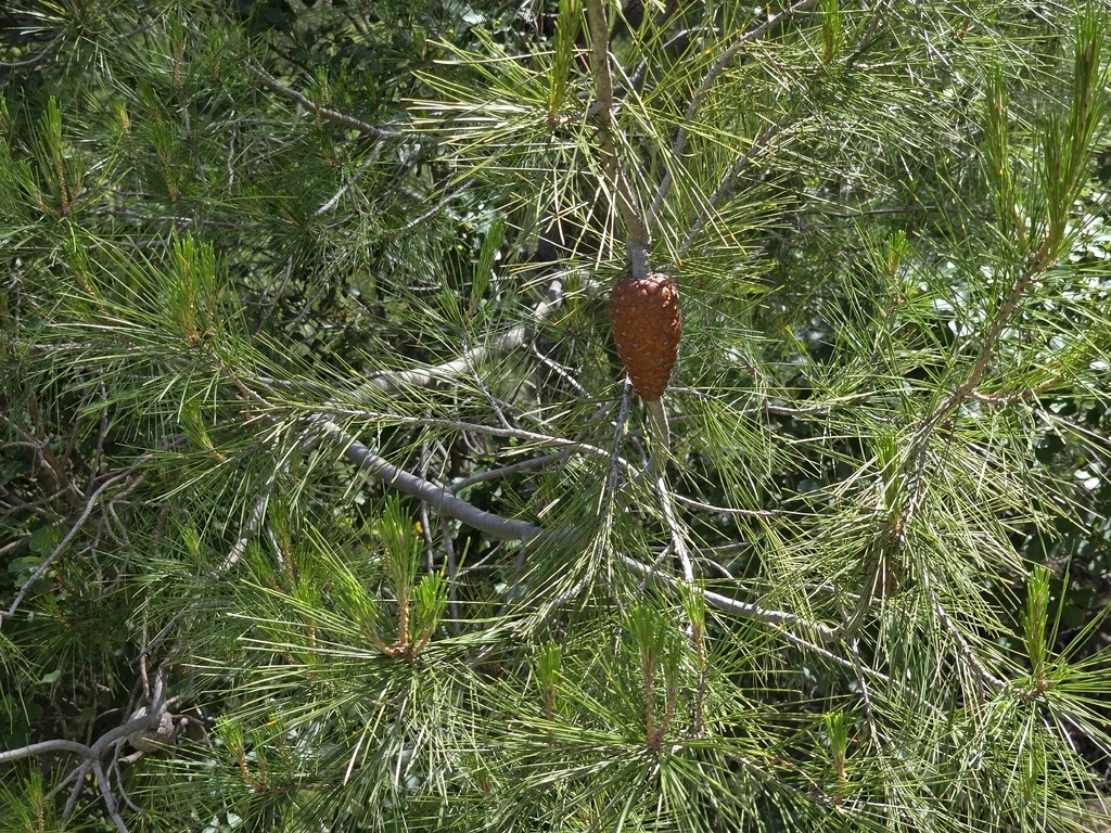 Pinus Halepensis
