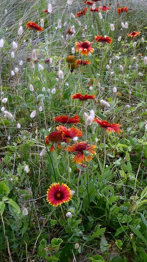 Gaillardia X Grandiflora