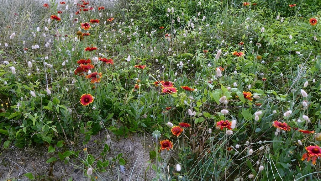 Gaillardia X Grandiflora
