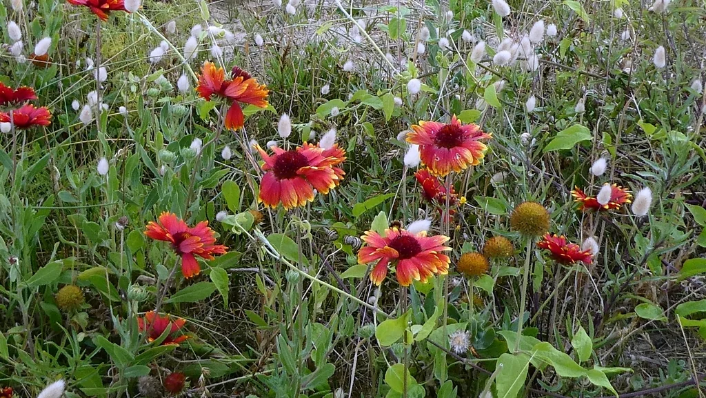 Gaillardia X Grandiflora