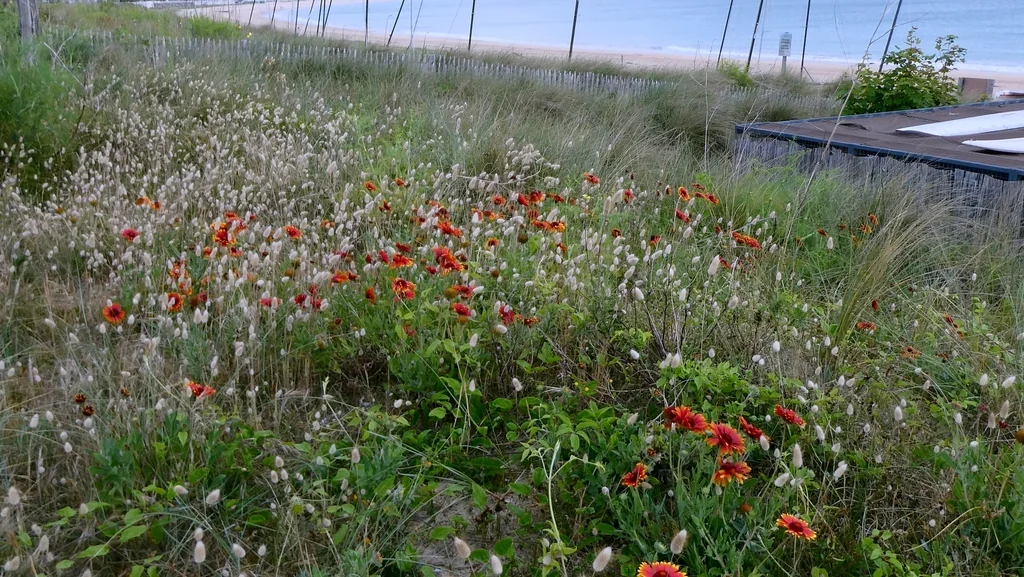 Gaillardia X Grandiflora