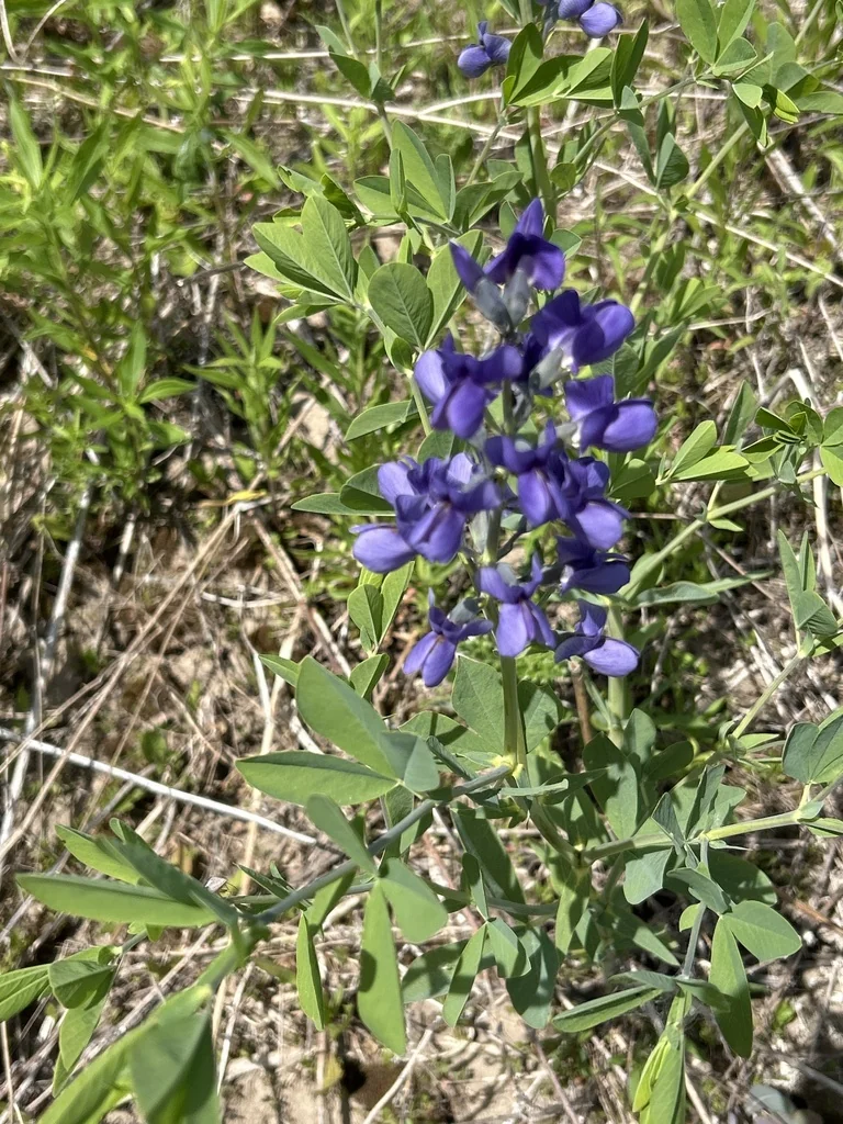 Baptisia Australis