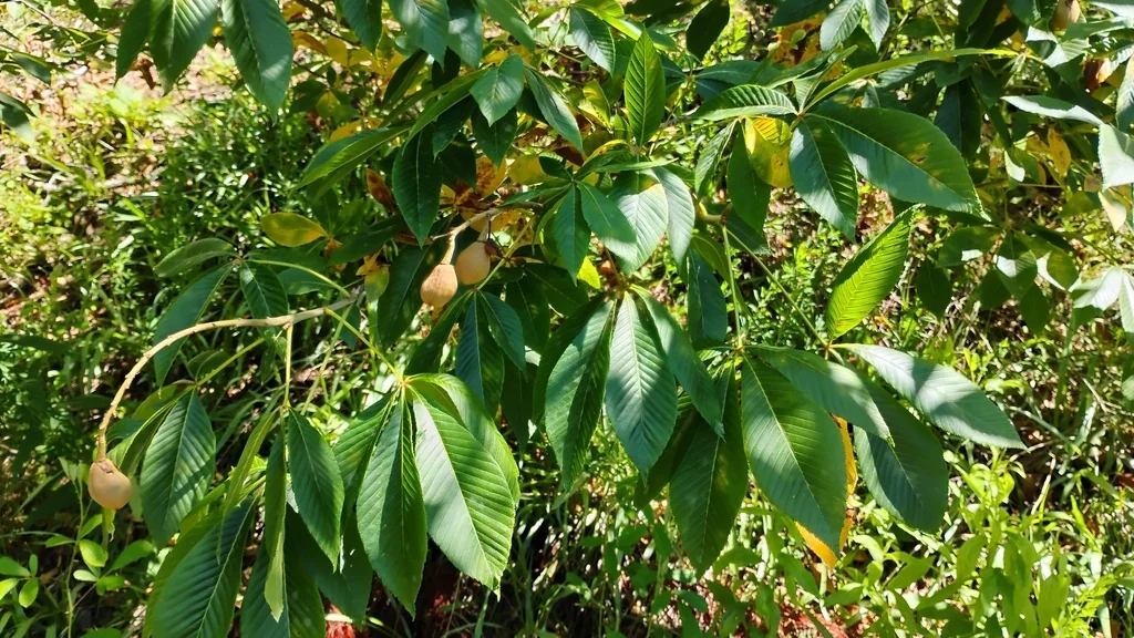 Aesculus Pavia