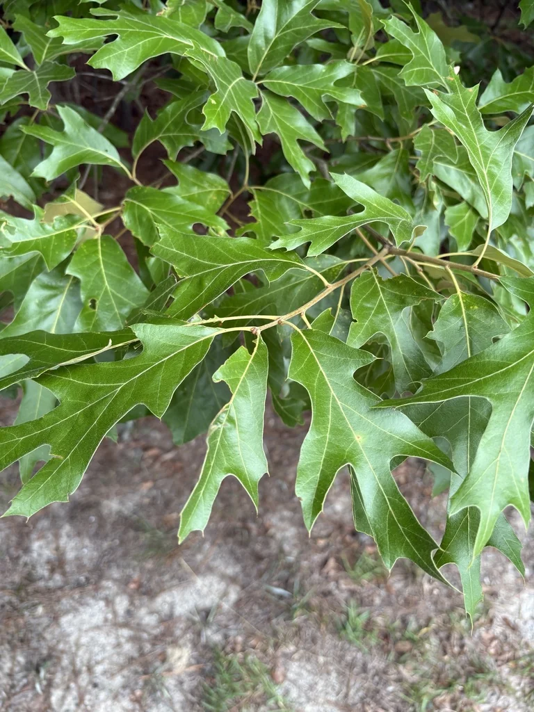 Quercus Falcata