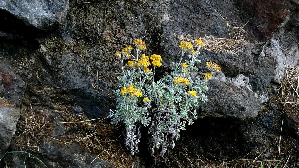 Senecio Cineraria