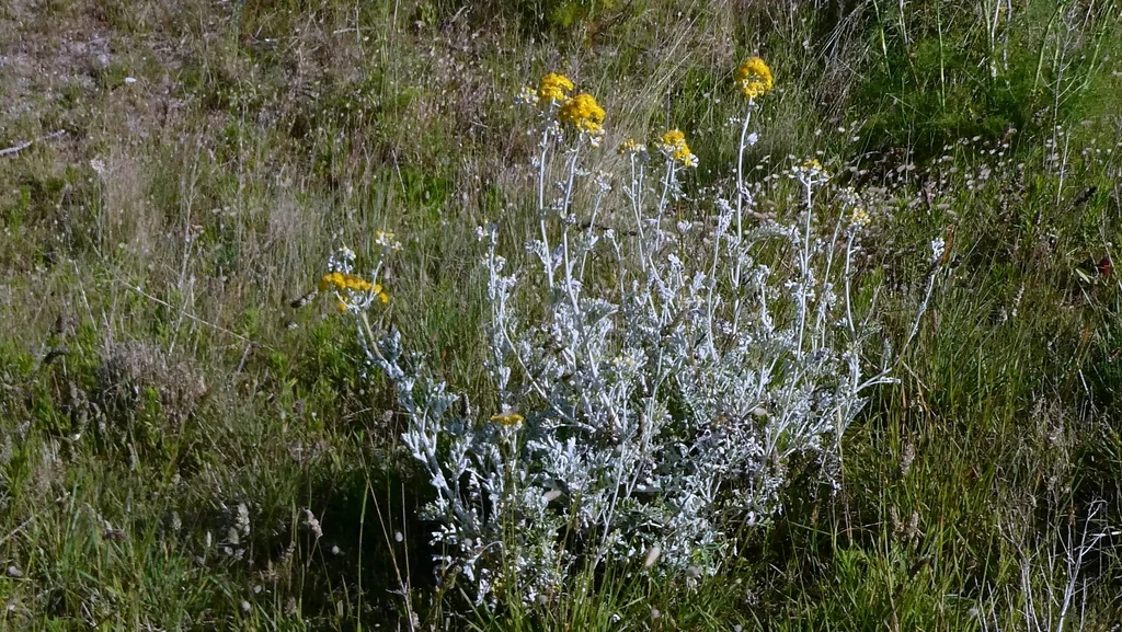 Senecio Cineraria