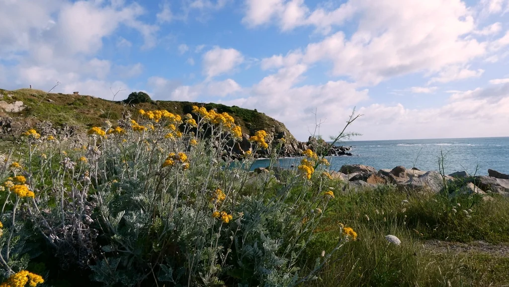 Senecio Cineraria