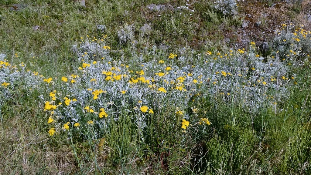 Senecio Cineraria