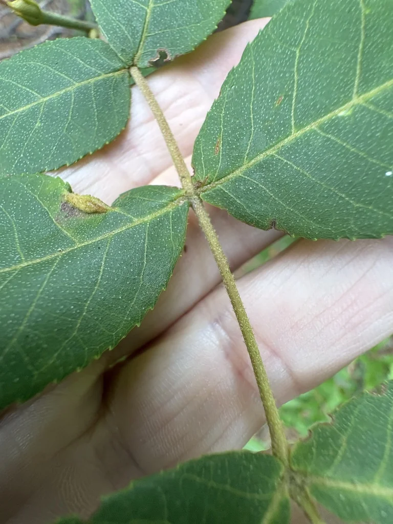 Carya Pallida