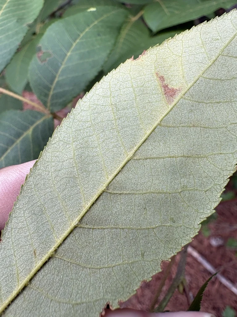 Carya Pallida