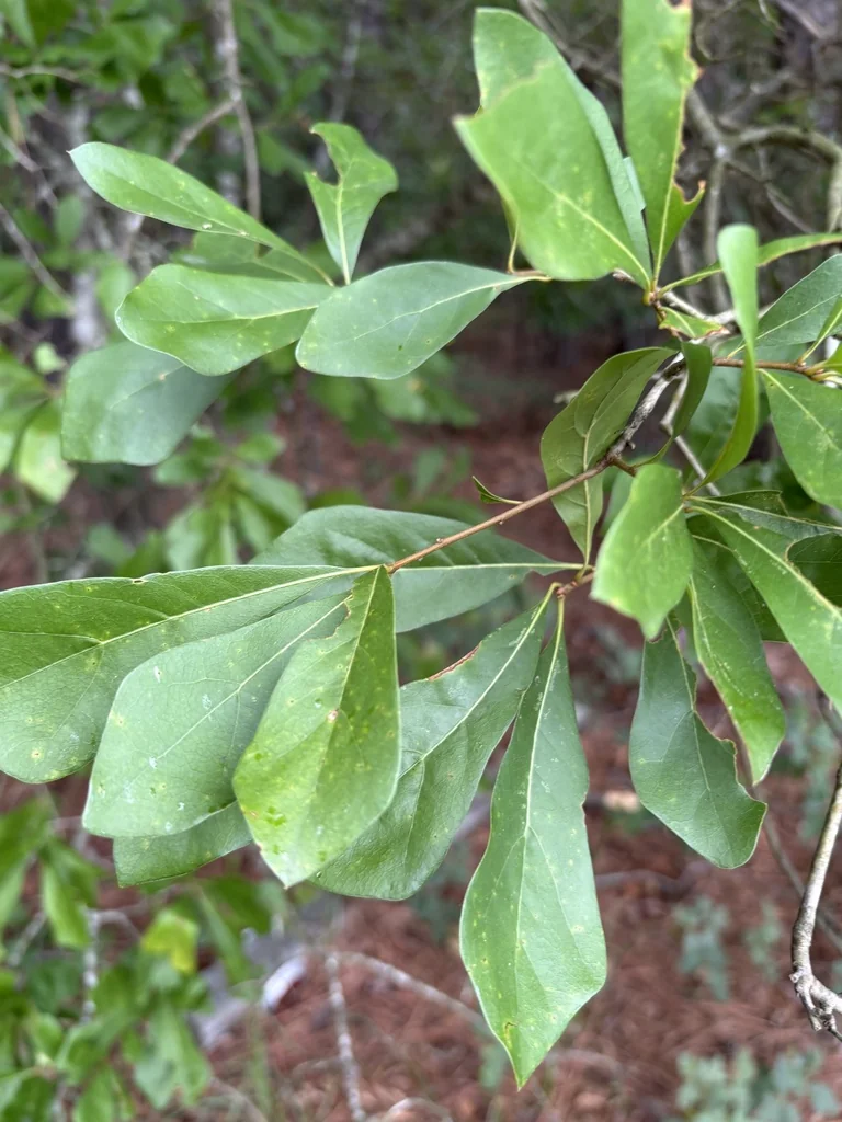 Quercus Nigra