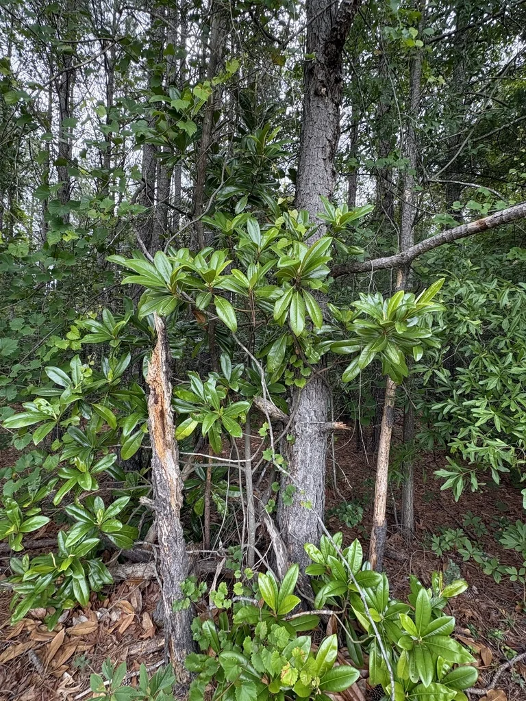 Magnolia Grandiflora