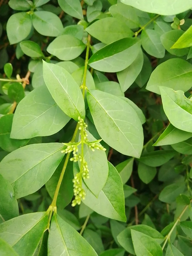 Ligustrum Ovalifolium