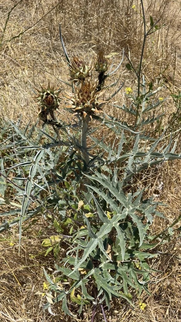 Cynara cardunculus