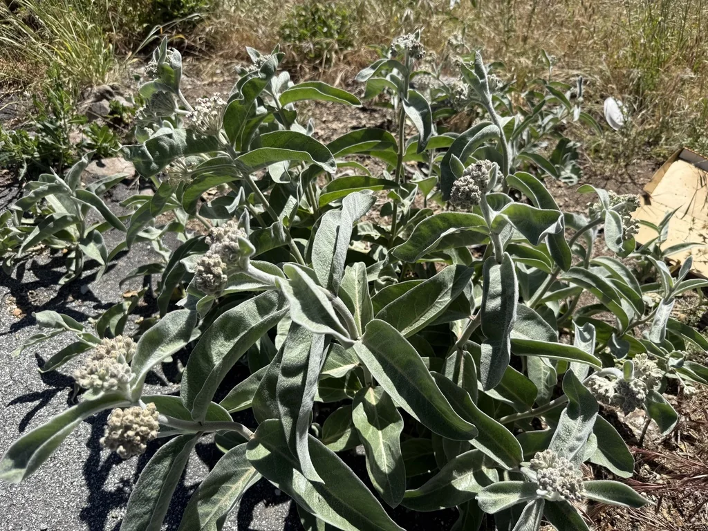 Asclepias Eriocarpa