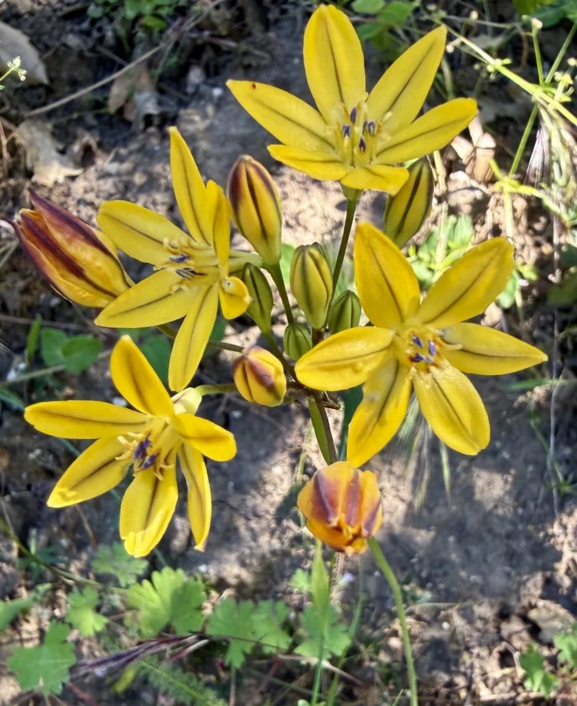 Triteleia Ixioides