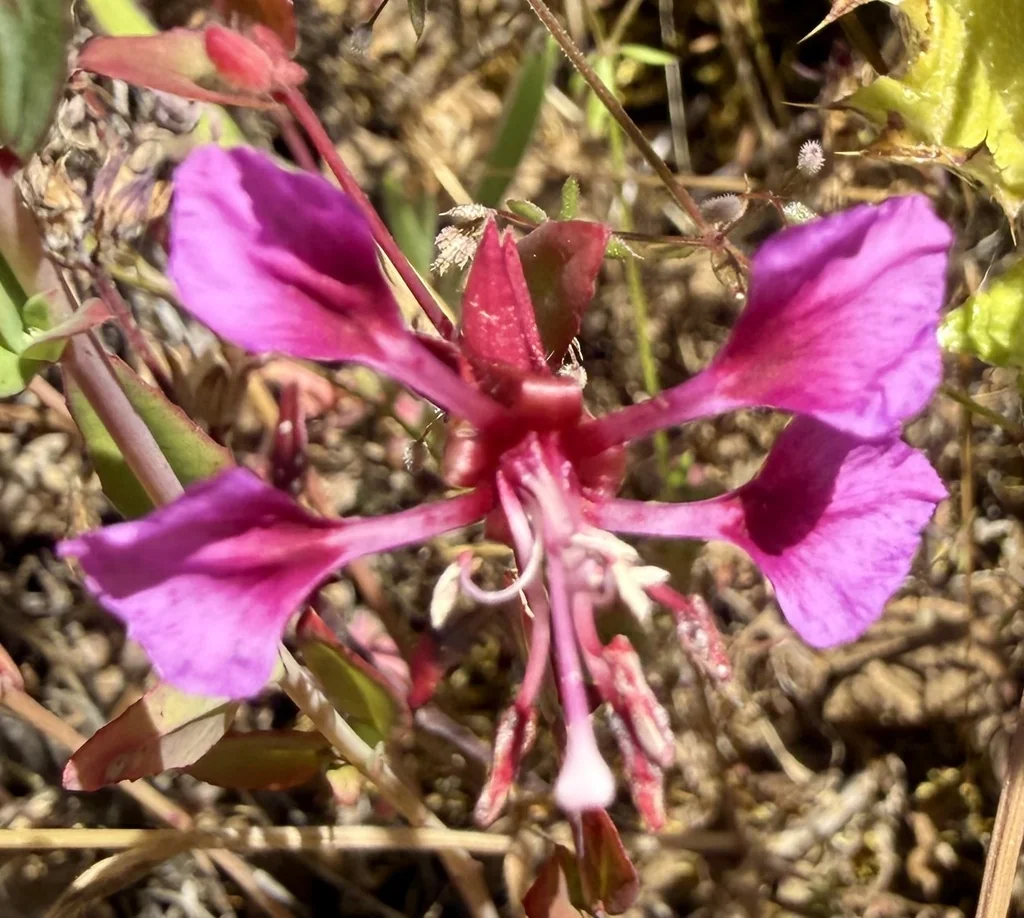 Clarkia Unguiculata