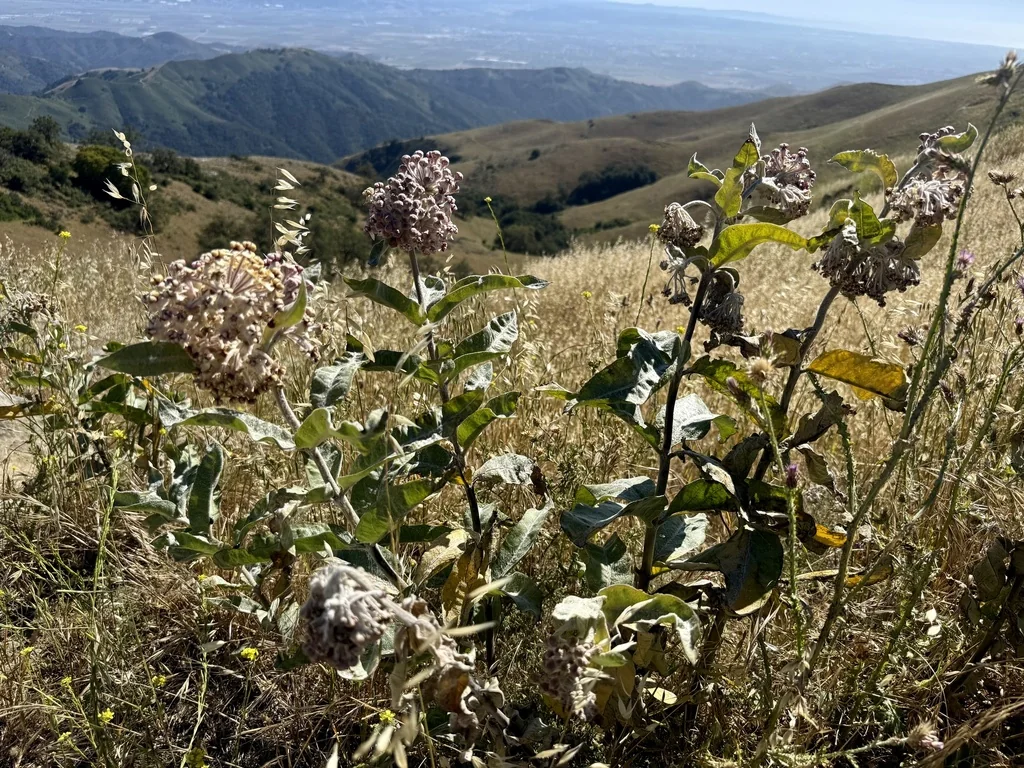 Asclepias Eriocarpa