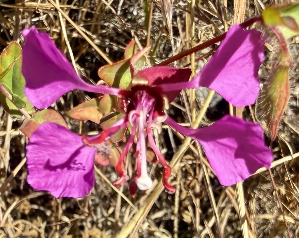 Clarkia Unguiculata