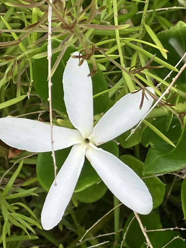 Carissa Macrocarpa