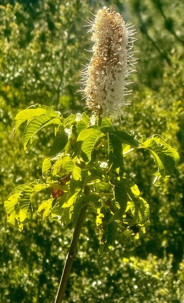 Aesculus Californica
