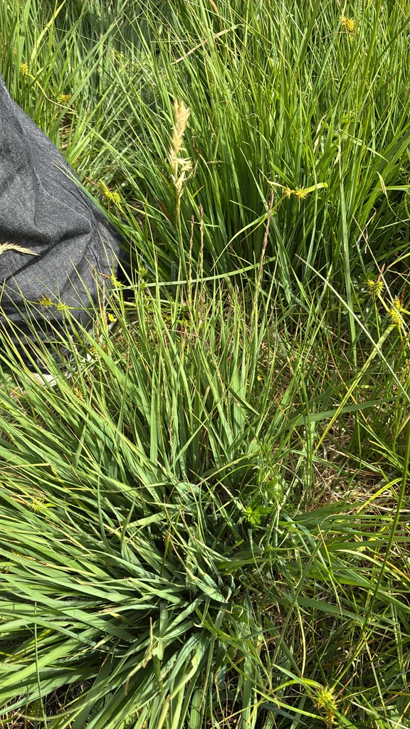 Molinia Caerulea