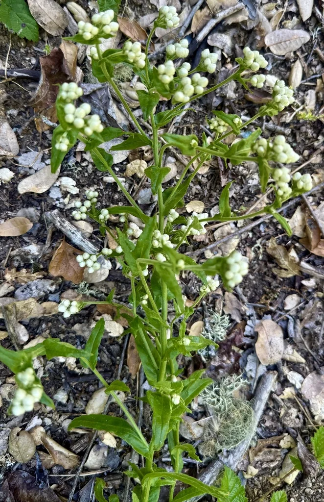 Pseudognaphalium Californicum