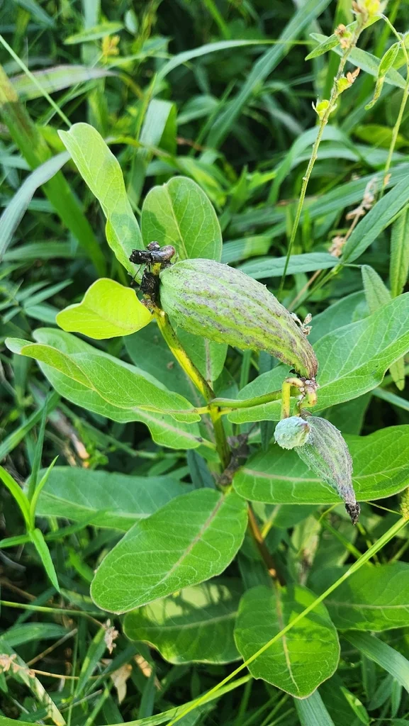 Asclepias Viridis