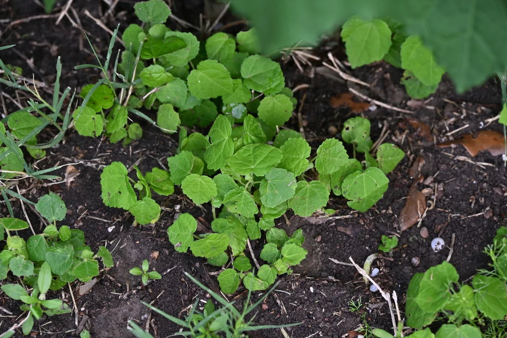Malvaviscus Arboreus