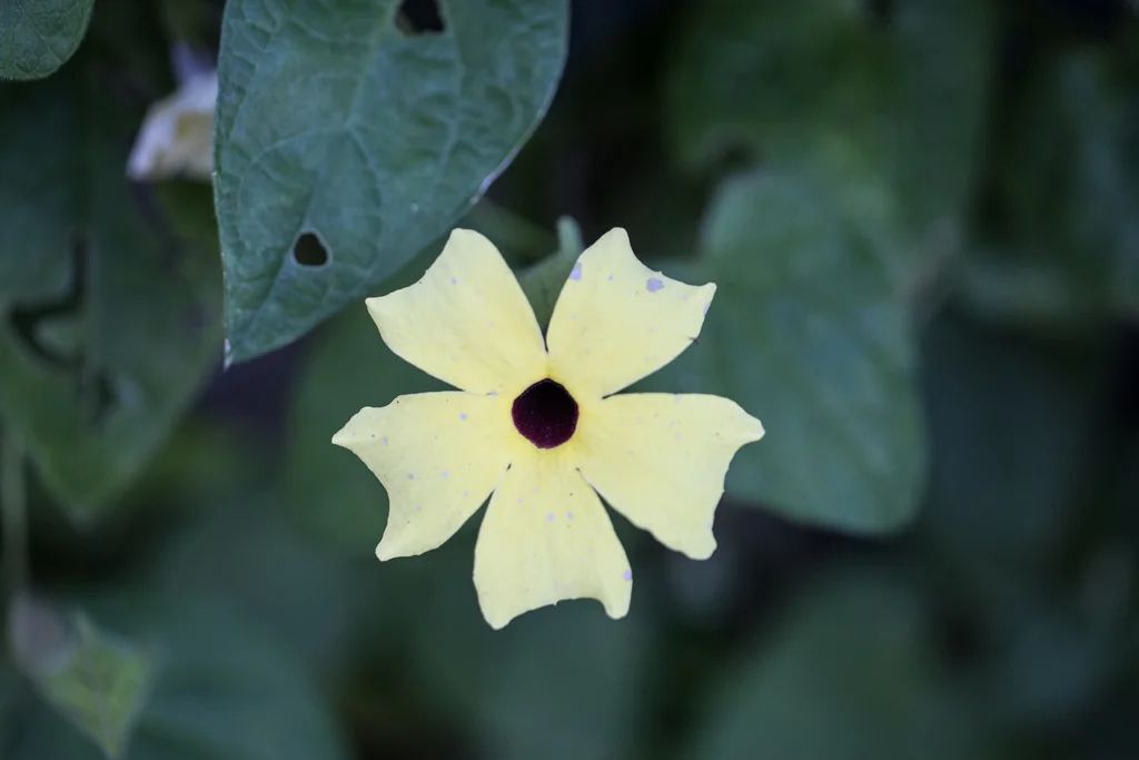Thunbergia Alata