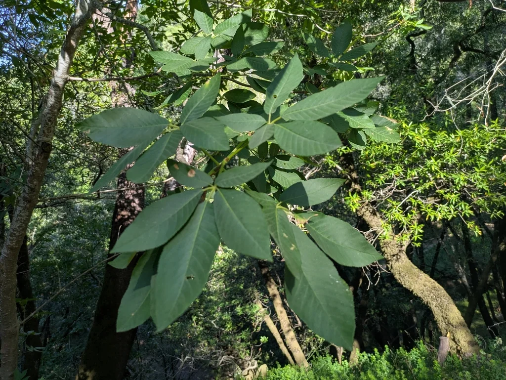 Aesculus Californica