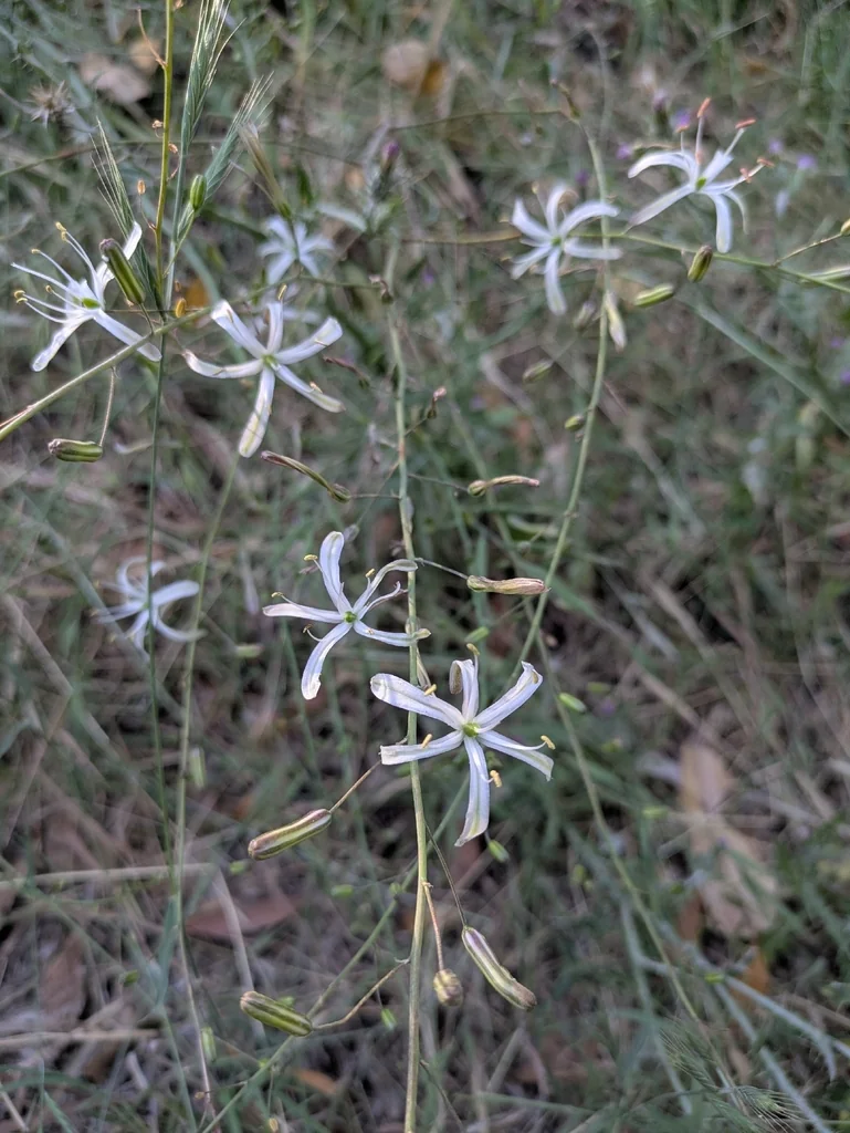 Chlorogalum Pomeridianum