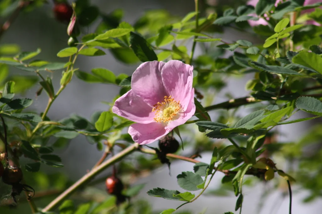 Rosa Nutkana