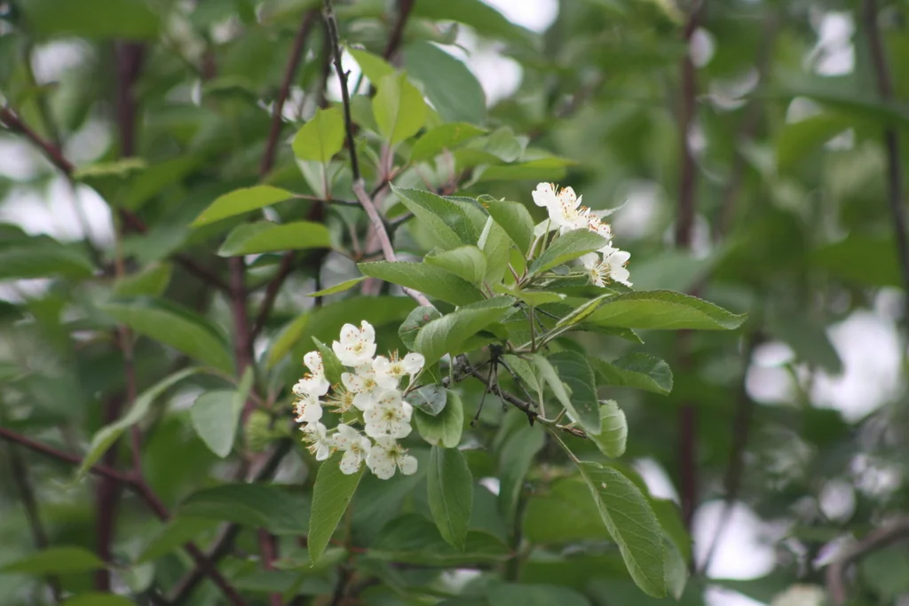 Malus Fusca