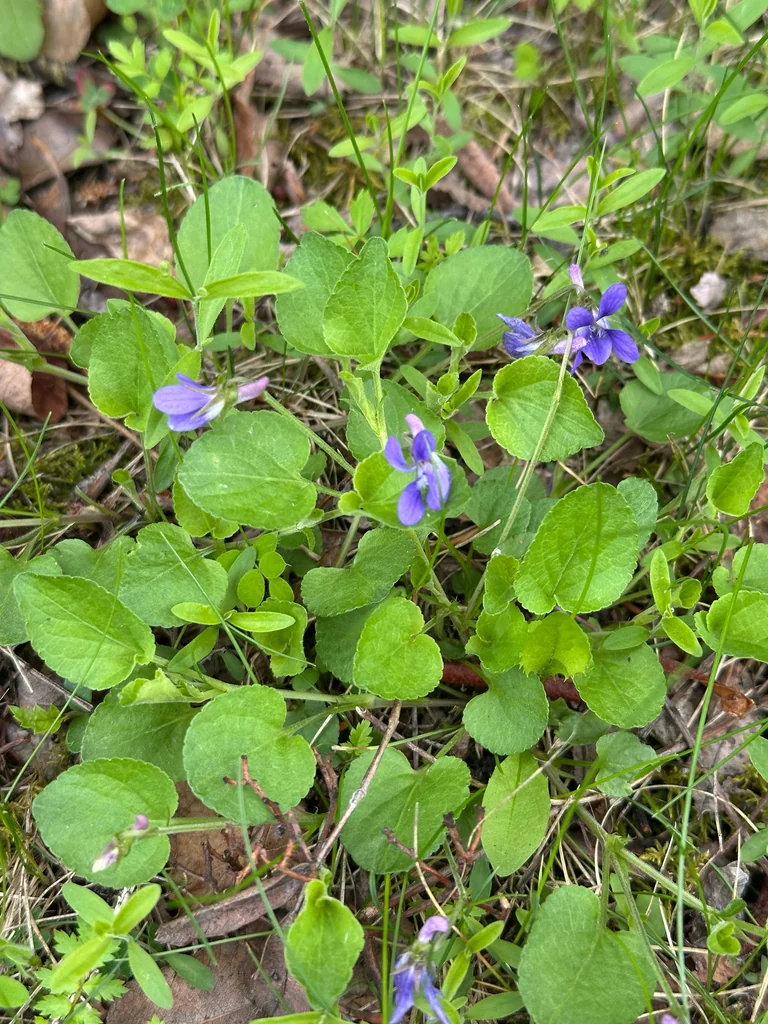 Viola Adunca