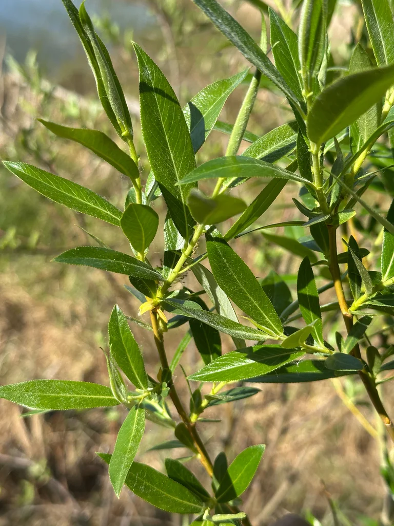 Salix Lucida Ssp. Lasiandra