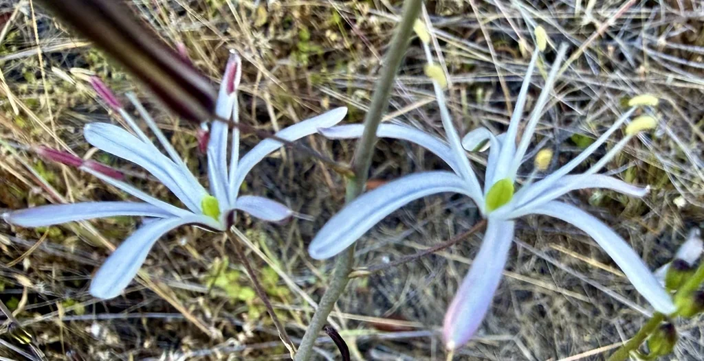 Chlorogalum Pomeridianum
