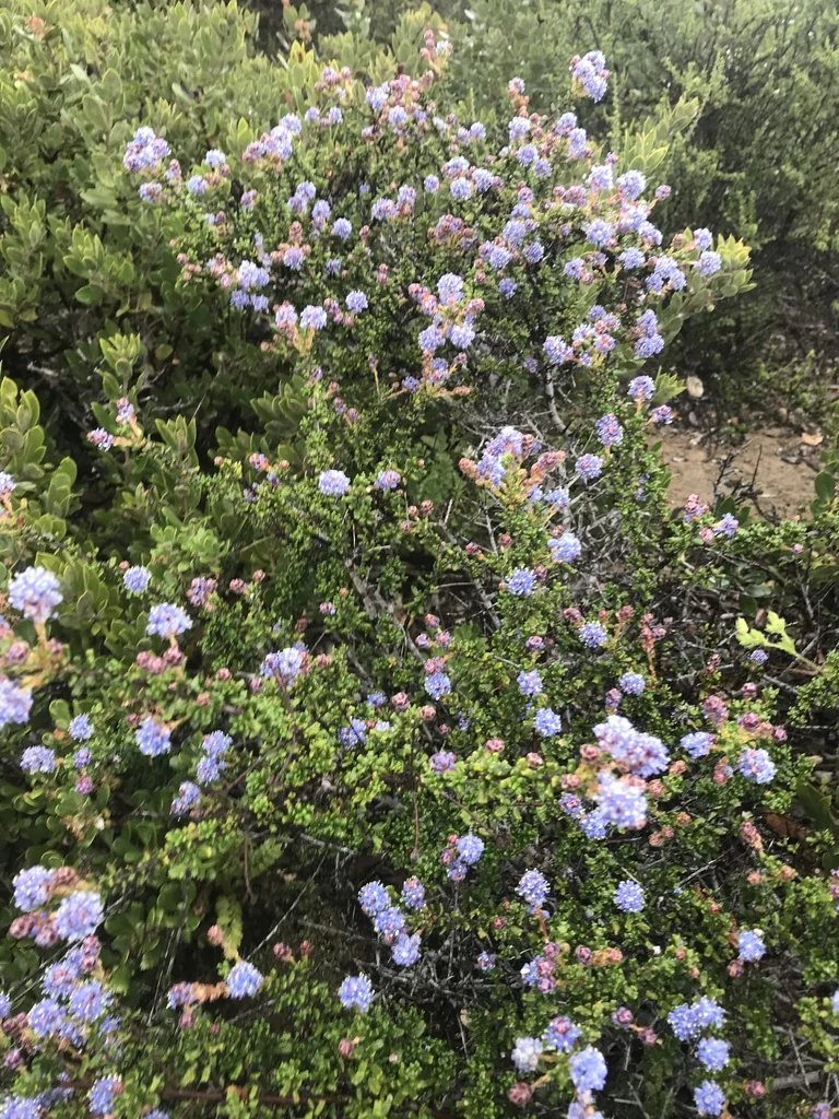 Ceanothus Dentatus