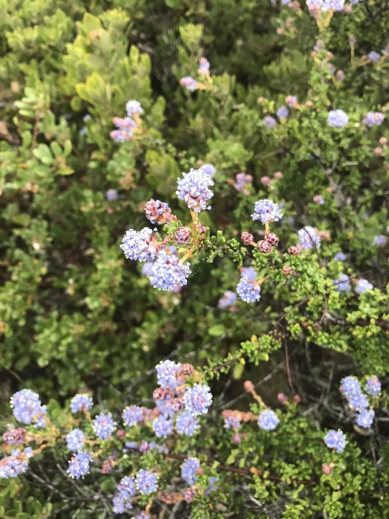Ceanothus Dentatus