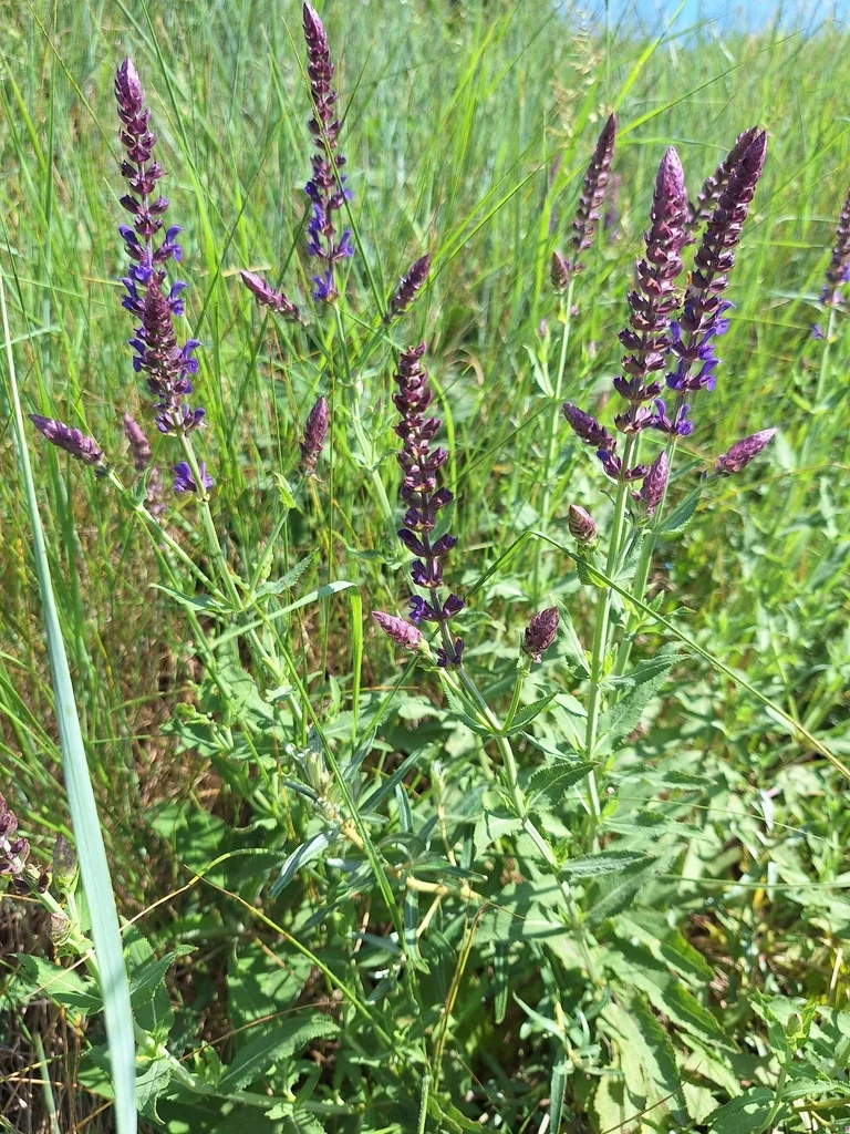 Salvia nemorosa