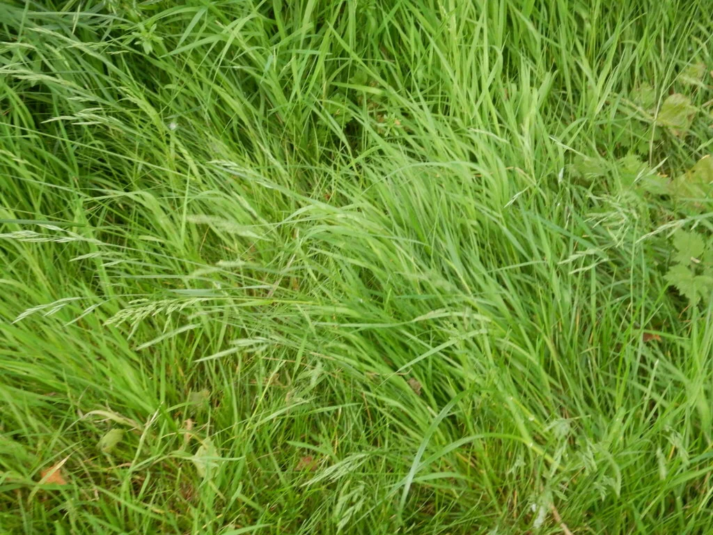 Festuca Rubra