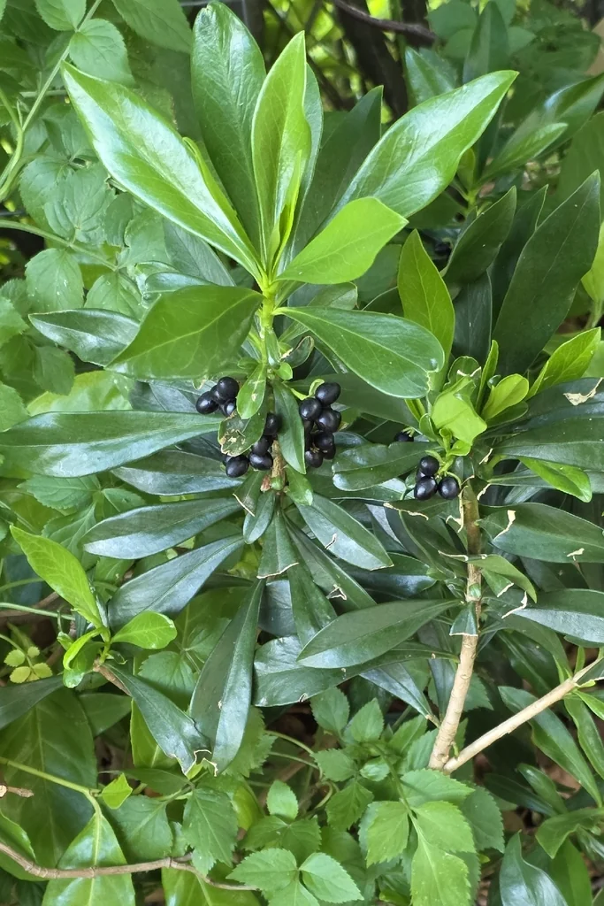 Daphne Laureola