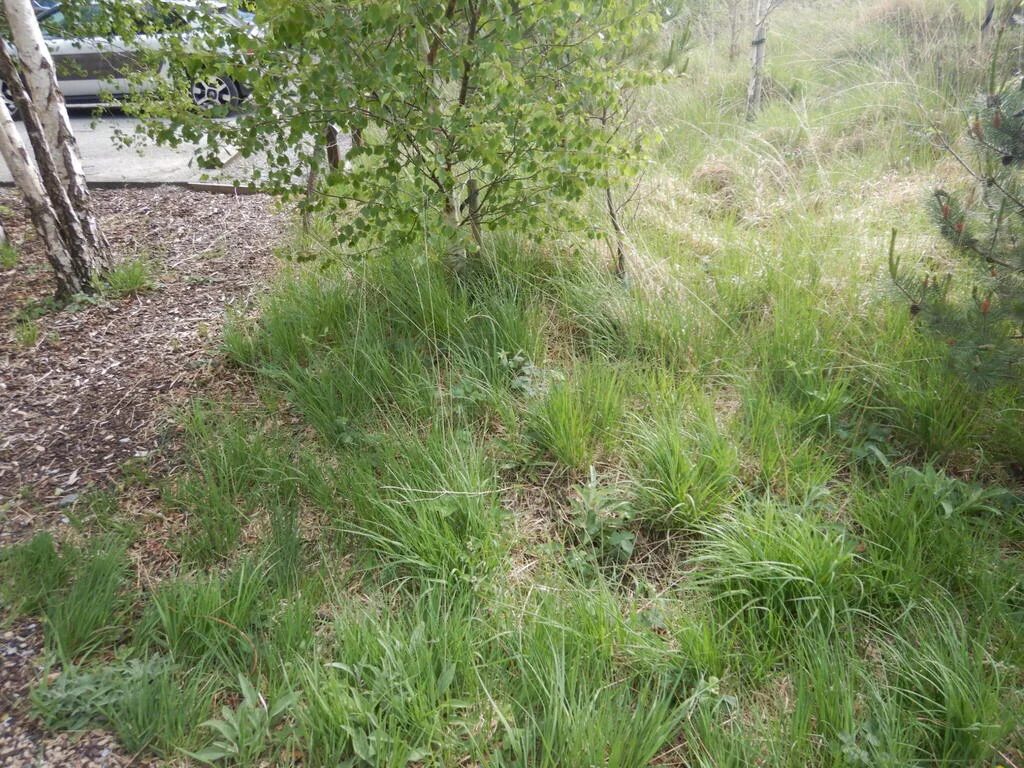Molinia Caerulea