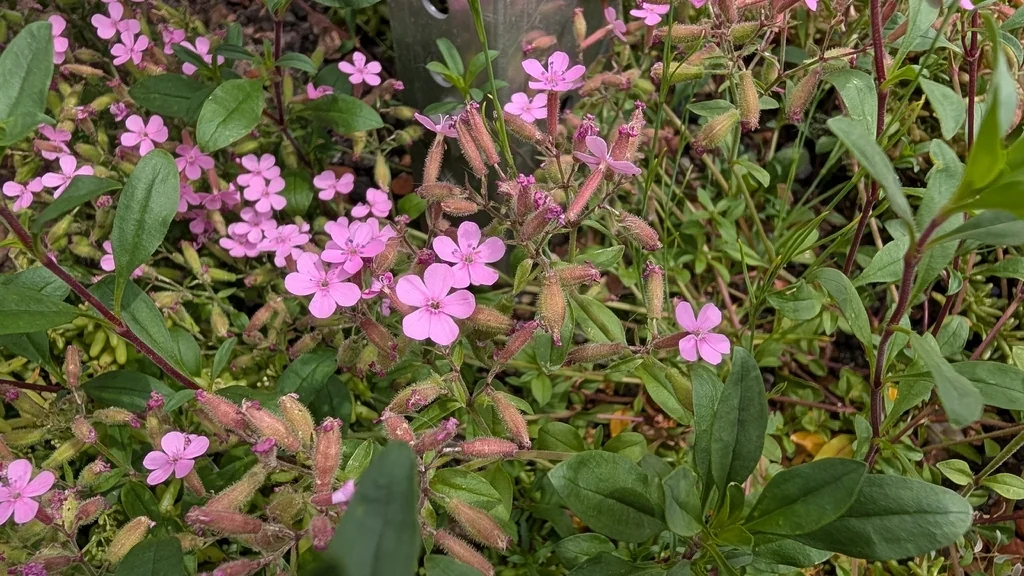 Saponaria Ocymoides