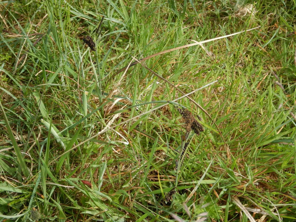 Carex Flacca