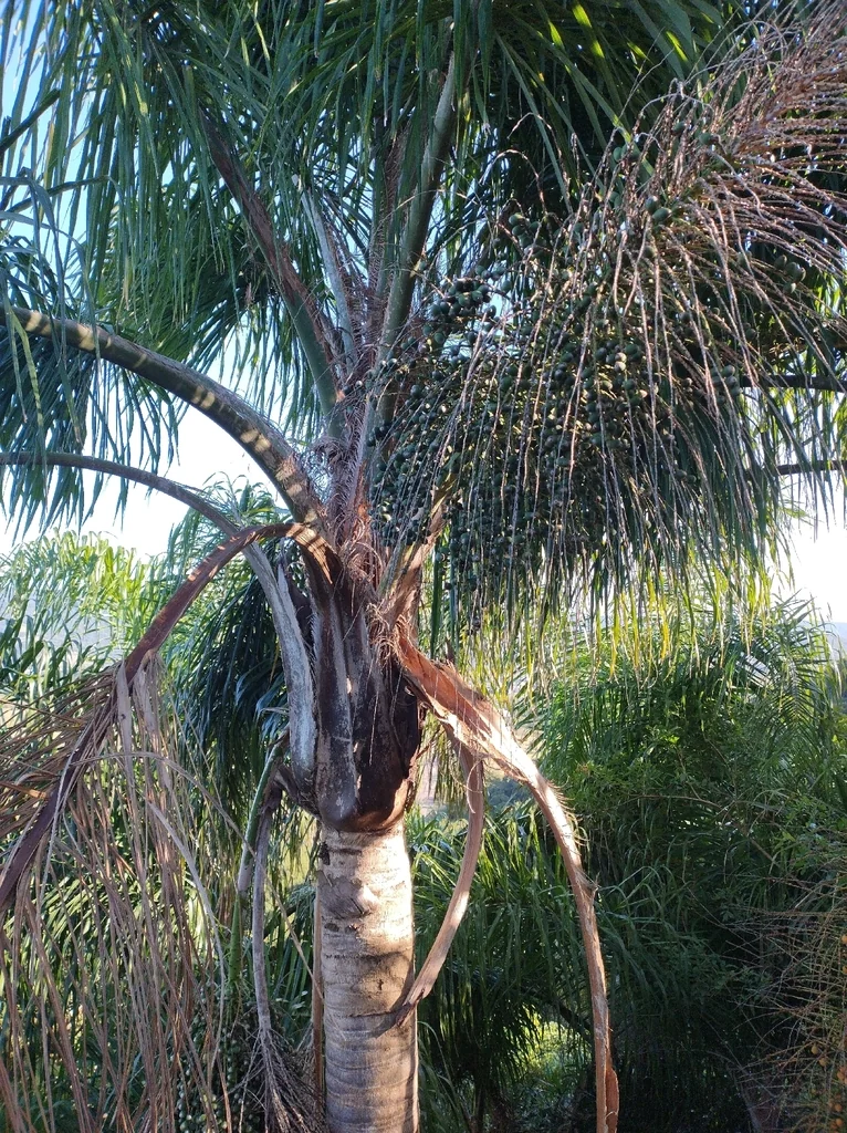 Syagrus Romanzoffiana
