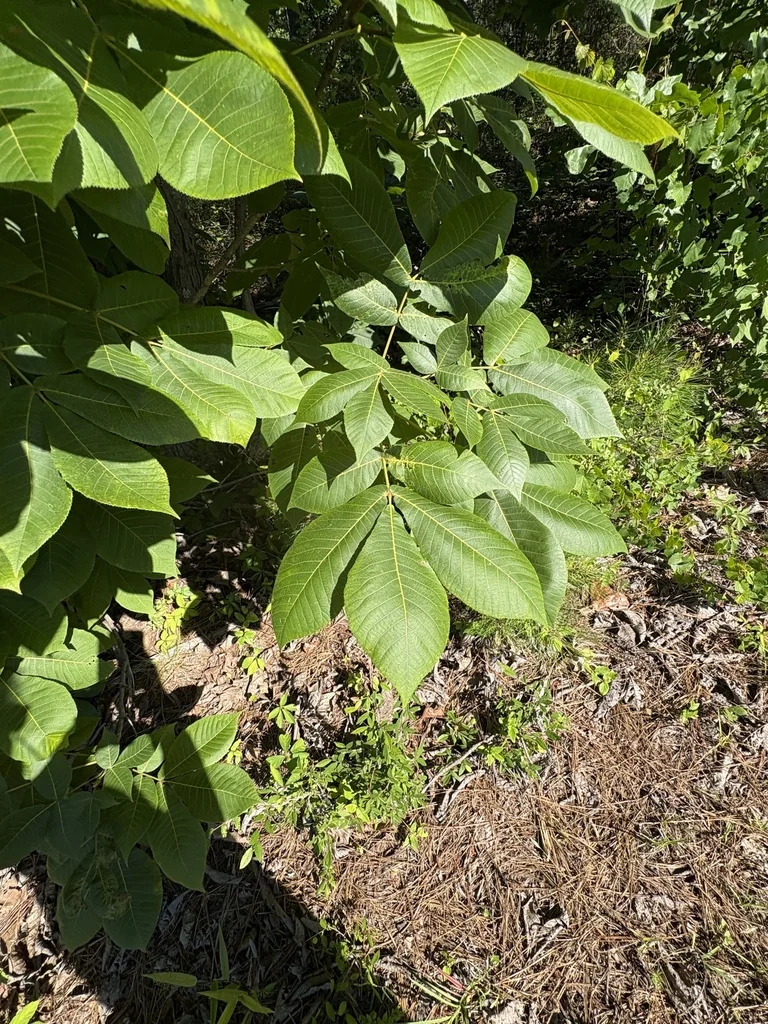 Carya Tomentosa