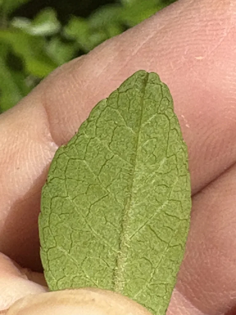 Ilex Vomitoria