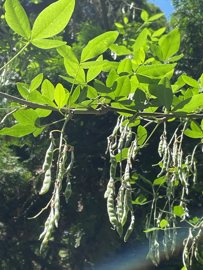 Laburnum Anagyroides