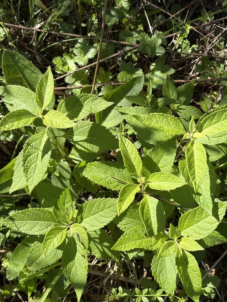 Eupatorium Purpureum